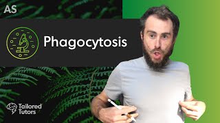 Phagocytosis  A Level Biology Tutorial  OCR [upl. by Veedis]