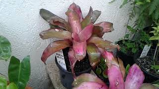 BR509  Bromeliad with Red and Green Leaves  Two Old Plants Needing Transplant  September 1 2024 [upl. by Enattirb]