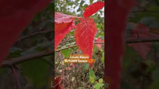 Autumn Season autumn nature shorts shortvideo [upl. by Niajneb]