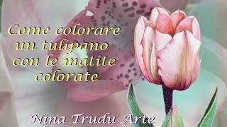 Segreto per colorare come un professionista con le matite colorate Tulipano [upl. by Siravart423]