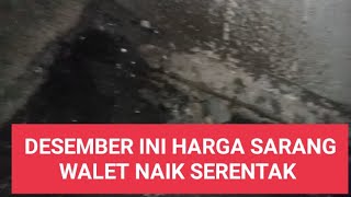 DESEMBER ini harga sarang walet naik serentakwalet walet youtube vlog burungwalet [upl. by Pammie]