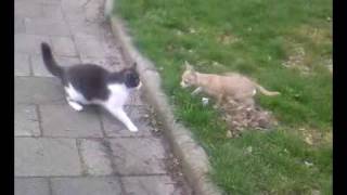 MUST SEE Rossi my chihuahua is attacked by a psyco cat [upl. by Shaun]