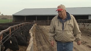 Livestock guard dogs go from play to work in seconds [upl. by Kunz215]