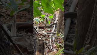 I spotted a snake in the wilderness shorts wildlife [upl. by Ranchod]