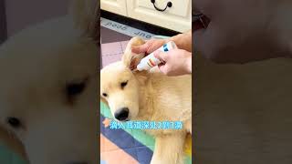 Be sure to clean up the dogs ear drops and ear drops use simple convenient to use how to wash th [upl. by Norman]