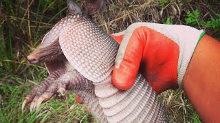 Armadillos Keep Digging Parody [upl. by Clarance]