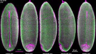 IsoView Twocolor imaging of Drosophila gastrulation [upl. by Hart173]