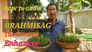 How to Grow Brahmi sag  Bacopa monnieri  easily at Home [upl. by Ornie]