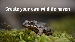 The Wildlife Garden Project  Create your own little haven for wildlife [upl. by Marysa878]