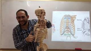 Anatomy by Dr fawzy 104 thorax thoracic inlet [upl. by Bobbi608]