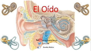 Anatomía  Oído Externo Medio Interno Huesecillos Músculos [upl. by Northey]