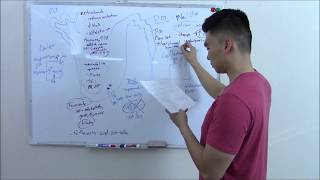 USMLE Renal 4 Nephron Pharmacology [upl. by Inamik]