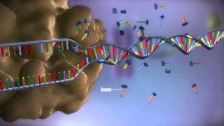 From DNA to protein  3D [upl. by Hagai667]