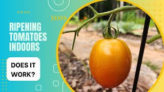 Ripening Tomatoes Indoors In a Cardboard Box Does It Work [upl. by Maddy]