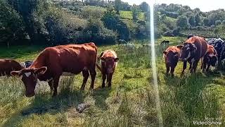 Winter mode in September Connemara ponies belted Galloways and shorthorns grazing in Ireland [upl. by Onairpic]