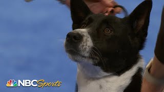 National Dog Show 2023 Herding Group Full Judging  NBC Sports [upl. by Allianora955]