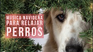 🎼🌲 Música para relajar perros por pirotecnia en Navidad 🐶 musicoterapia para animales 🐕 🐱 PERRHIJOS [upl. by Galliett]