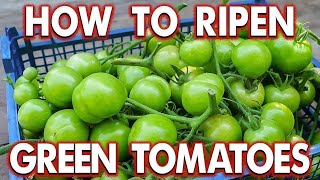 What to do with Green Tomatoes [upl. by Lled347]