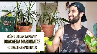 ¿Cómo cuidar la planta Dracaena marginata o Drácena marginata Cuidados y problemas comunes [upl. by Eirret]