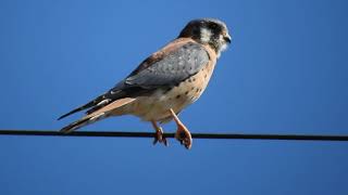 American Kestrel Calling [upl. by Irahs587]