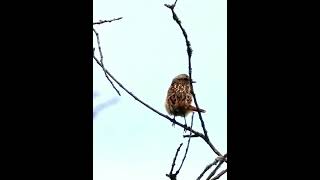 Paprastosios kiauliukės Saxicola rubetra jauniklis shorts birds [upl. by Kinney760]