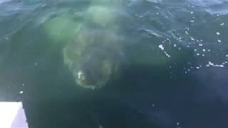 Giant Shark Encounter Barnstable Harbor Cape Cod 2017 [upl. by Esyned249]