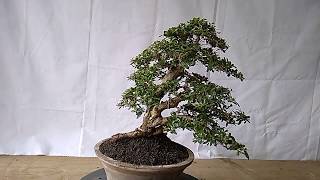 Bonsai Serissa Foetida 12735 [upl. by Eva]