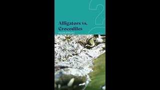 Alligators vs Crocodiles [upl. by Eneleoj]