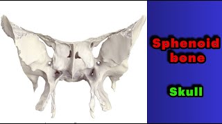 جلسه 17  استخوان اسفنوییدsphenoid bone [upl. by Adnah385]