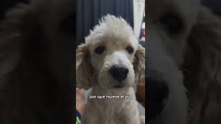 ¿Culpable o inocente 🐶 Su reacción lo dice todo 😂 [upl. by Jolene]