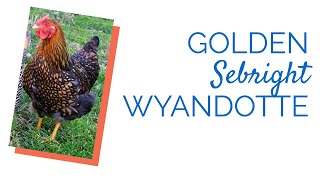 Golden Laced Wyandotte Chicks  Chickens For Backyards [upl. by Millar]