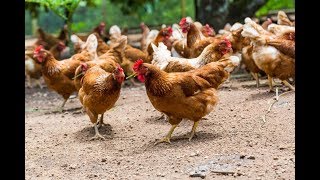 Cómo seleccionar y apartar las gallinas sin postura  La Finca de Hoy [upl. by Rennoc]