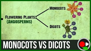 Monocots vs Dicots Explained [upl. by Ivy971]