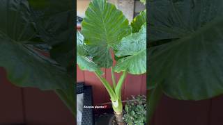 Alocasias gigantes viralvideo trending alocasias viralshort relajarse plants plant [upl. by Hsakiv916]