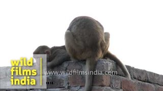 Macaques grooming each other sitting on a wall [upl. by Darell]