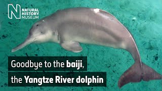 Goodbye to the baiji the Yangtze River dolphin  Natural History Museum [upl. by Kessiah]