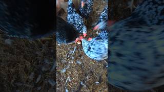 Is My Rooster A Chicken Egg Cannibal rooster [upl. by Anitsrhc]