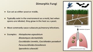 Classification and Structure of Fungi Fungal Infections  Lesson 1 [upl. by Deyas793]