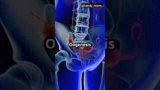 Process Of Oogenesis oogenesis reproduction [upl. by Aix812]