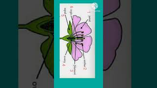 parts of flowerbiology  shrtsfeed science [upl. by Joya713]