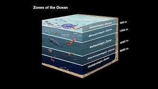 eps o2 Layer of the ocean zone [upl. by Ettennil]