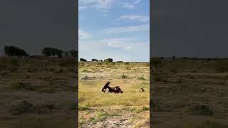 Antelope vs Leopard Group Wild Animals Close Range Leopard vs Antelope [upl. by Verla828]