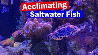 How To Acclimate Saltwater Fish to a new tank  My New Leopard Wrasse [upl. by Tak]