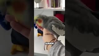 Pajaro celoso de peluche pide atención y tiene una idea [upl. by Ahto]