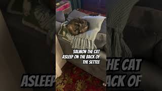 The adventures of salmon the cat asleep on the back of the settee [upl. by Nanek788]