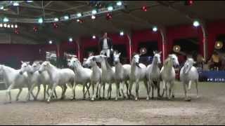 Lorenzo at European Arabian Horse Championships  October 2014 [upl. by Schmidt865]