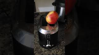 How to take apple off of toaster frogdogdoesstuff froggdog comedymemes goodhumor [upl. by Brosy179]