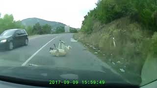 Car Crash on Dog FRMO Macedonia Skopje DOG continues to live [upl. by Gardie48]