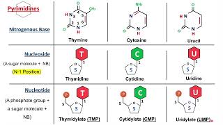 Introduction to Nucleic Acids Nucleosides and Nucleotides  Biochemistry Basics [upl. by Fernandina]