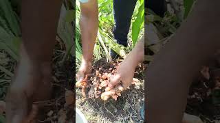 4 kg of turmeric per 1 plant  This turmeric is a biennial crop  turmeric [upl. by Eiuqnimod]